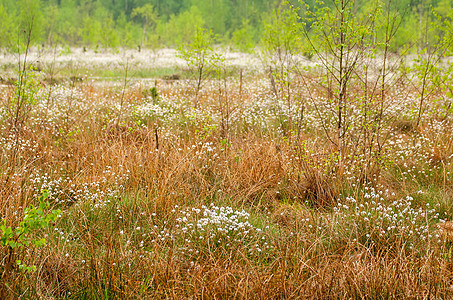 沼滩荒野植物池塘叶子棉花森林丹参桦木绿色木头图片