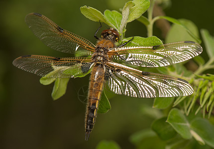 Libellula 四方昆虫学眼睛昆虫动物转型宏观生活野生动物蜕皮荒野图片