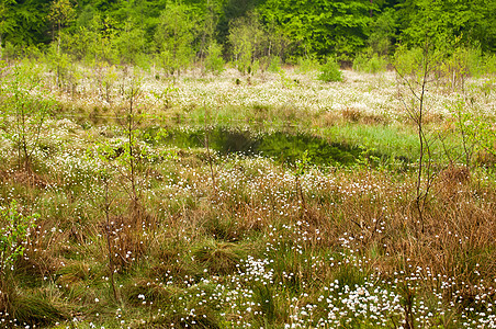沼滩桦木植物木头森林丹参绿色棉花荒野池塘叶子图片