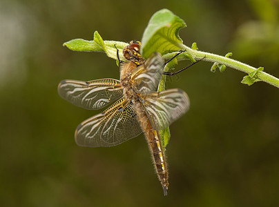 Libellula 四方口器转型蜕皮生活昆虫学昆虫荒野身体动物野生动物图片