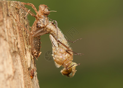 Libellula 四方动物眼睛身体口器脆弱性生活野生动物蜕皮成人栖息图片