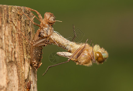 Libellula 四方荒野翅膀宏观昆虫学动物成人栖息蜕皮眼睛蜻蜓图片