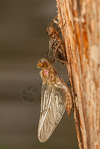 Libellula 四方昆虫学荒野生活野生动物身体宏观转型眼睛成人昆虫图片