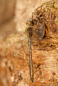 Libellula 四方蜻蜓眼睛口器翅膀生活宏观栖息脆弱性转型成人图片