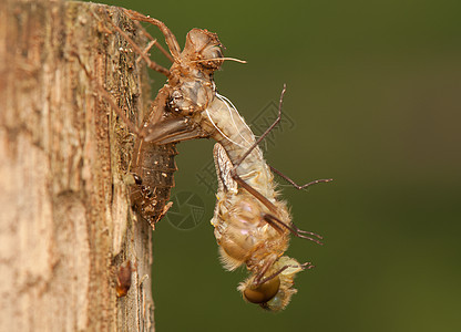 Libellula 四方昆虫蜻蜓生活栖息脆弱性口器动物转型蜕皮昆虫学图片