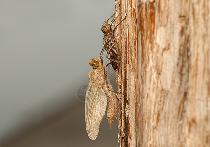 Libellula 四方昆虫栖息蜻蜓口器蜕皮宏观脆弱性动物成人生活图片