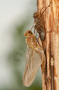 Libellula 四方身体口器转型昆虫学生活荒野翅膀动物成人宏观图片