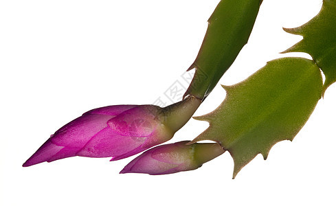 圣诞仙人花花瓣宏观植物美丽肉质紫色季节白色植物群传统图片