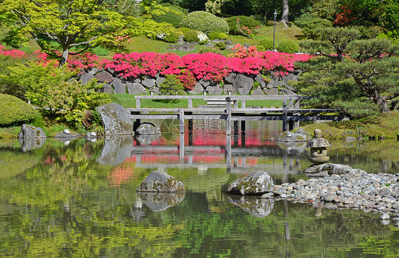 丰富多彩的日本花园反射植物园池塘花朵园艺岩石树木花园公园植物图片
