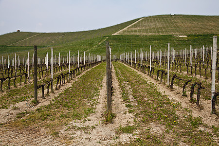 巴尔贝拉葡萄园     意大利农村酒厂农场国家风景房子季节生长植被收成图片