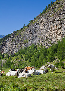 奶牛和意大利阿尔卑斯山牧场草地远足高山家畜国家晴天牛肉旅游场地图片