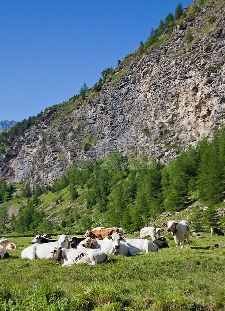 奶牛和意大利阿尔卑斯山牧场草地远足高山家畜国家晴天牛肉旅游场地图片