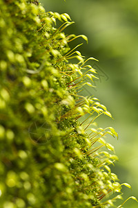 干发帽复立密厂森林地面生长美丽环境植被苔藓植物学湿地发帽背景