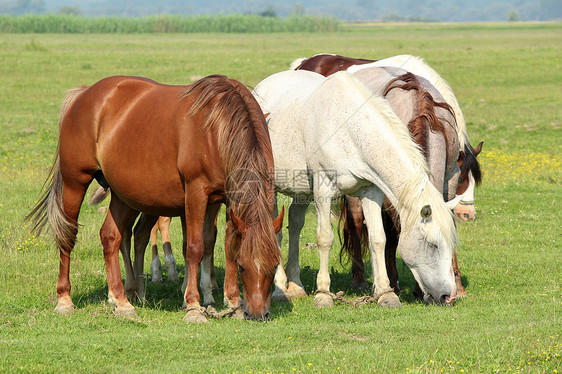 牧马的马场地棕色牧场动物农场哺乳动物绿色图片