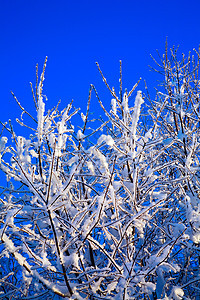 白雪树森林公园天空雪花阳光花园蓝色美丽冻结天堂图片