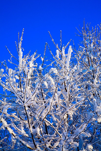 白雪树森林公园天空雪花阳光花园蓝色美丽冻结天堂图片