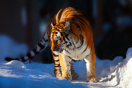 白雪上的阿穆虎背景图片