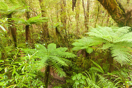 绿树林荒野 NZ魔法苔藓蕨树天篷生长植被雨林树木叶子森林图片