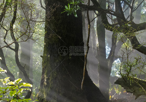 阳光光照光光束穿过稠密热带丛林穿透力太阳光季节树木异国荒野生长植物植被森林图片