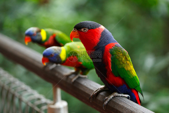 黑锁滑轮 (Lorius Lory)图片