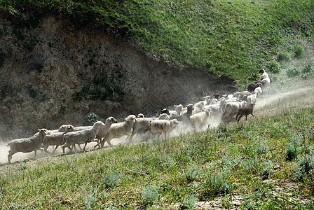 流羊尘土牛群国家小路草地跑步牧场乡村养牛业场地图片