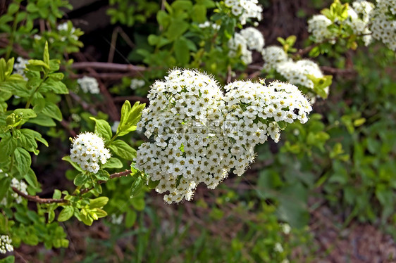 3个鲜花灌木图片