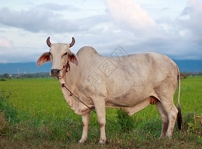 田野中的牛牛天空奶牛草地奶制品国家农场农村土地牧场哺乳动物图片