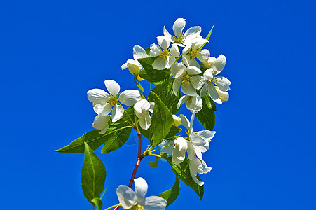 苹果花朵天空绿色水平花园天蓝色植物群植物生活蓝色花瓣图片
