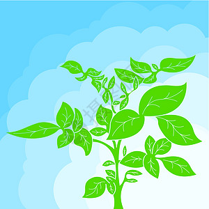 土铃薯植物树叶病媒概念背景土豆花朵曲线世界程式化黑色卷曲创造力叶子插图图片