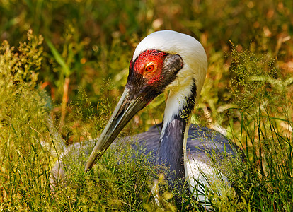 草地的亚洲戴帽鹤鸟类起重机公园眼睛红眼睛动物白色动物园羽毛红色图片