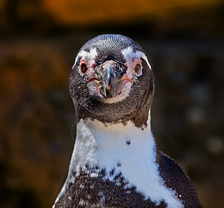Humboldt企鹅用人本博尔蒂脸朝你图片