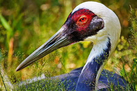 草地的亚洲戴帽鹤动物荒野红眼睛白色羽毛眼睛野生动物公园起重机脖子图片
