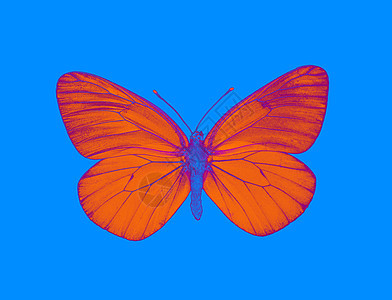 异形蝴蝶橙子蓝色昆虫拼贴画流行流行音乐艺术外星人背景图片