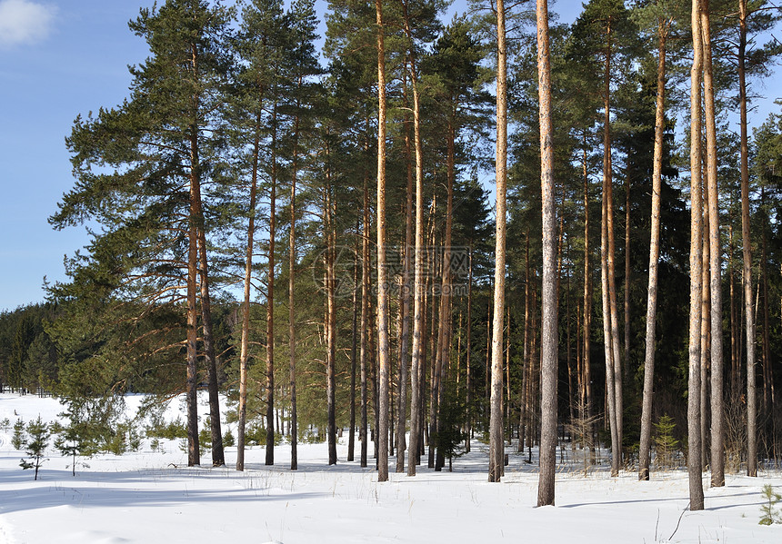 冬季的松林国家冻结美丽木头松树针叶阳光森林季节树林图片