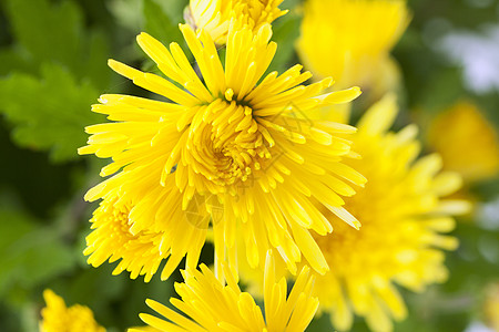 黄菊雏菊格柏生长宏观场地阳光植物学草地植物群花瓣高清图片