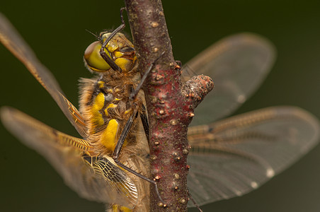 Libellula 四方蜻蜓动物成人昆虫学宏观身体栖息蜕皮翅膀昆虫图片