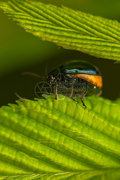 苦杏仁苷叶子桤木生活金属盔甲昆虫眼睛甲虫脊椎动物季节图片