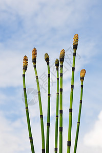 马尾 等离子天空绿色植物群草本植物植物木贼图片