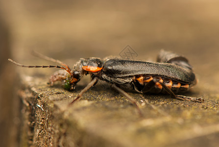 坎塔里语 fusca甲虫昆虫学动物群捕食者触手动物漏洞眼睛猎人野生动物图片