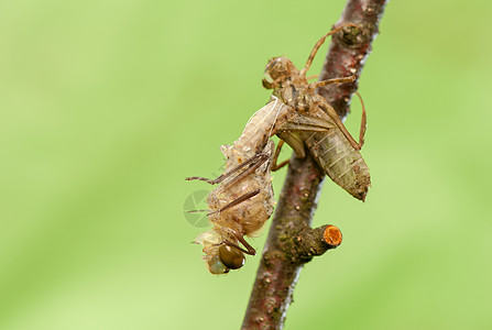 Libellula 四方昆虫学生活荒野野生动物蜻蜓脆弱性蜕皮转型昆虫栖息图片