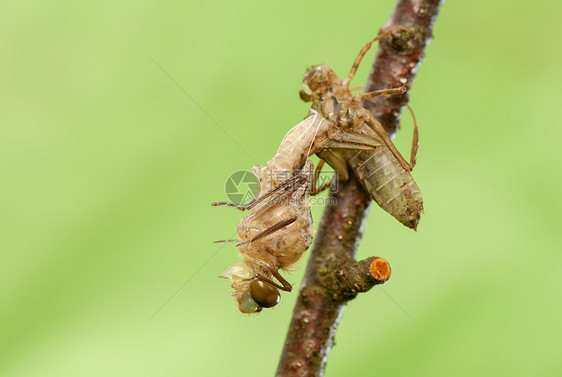 Libellula 四方昆虫学生活荒野野生动物蜻蜓脆弱性蜕皮转型昆虫栖息图片
