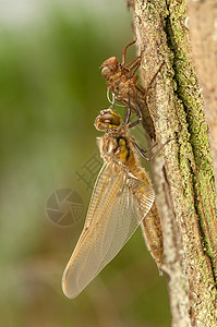 Libellula 四方蜕皮眼睛脆弱性口器荒野生活昆虫身体动物转型图片