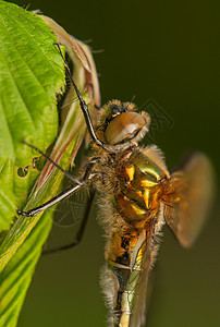 立方体脆弱性昆虫学口器翅膀动物蜕皮野生动物昆虫身体蜻蜓图片