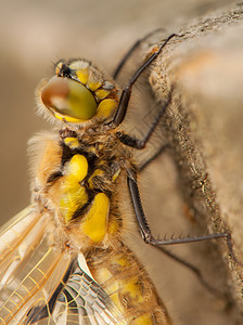 Libellula 四方蜻蜓栖息野生动物蜕皮身体成人转型宏观脆弱性翅膀图片