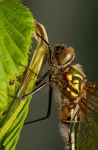 立方体眼睛身体昆虫动物昆虫学脆弱性蜕皮翅膀栖息宏观图片