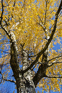 黄花生树枝和金叶子图片
