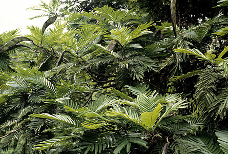 野树绿色树叶森林热带木头植物荒野图片