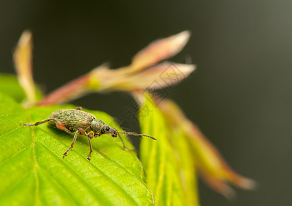 菲洛比乌斯甲虫动物群鞘翅目动物昆虫学叶子荒野昆虫触角宏观图片