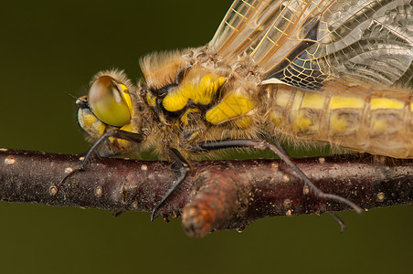 Libellula 四方转型生活野生动物动物脆弱性口器蜻蜓宏观荒野栖息图片