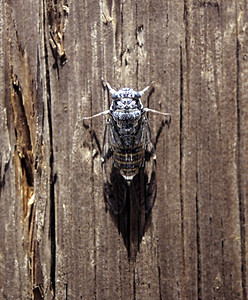 Cicada 胶状翅膀树干昆虫宏观图片